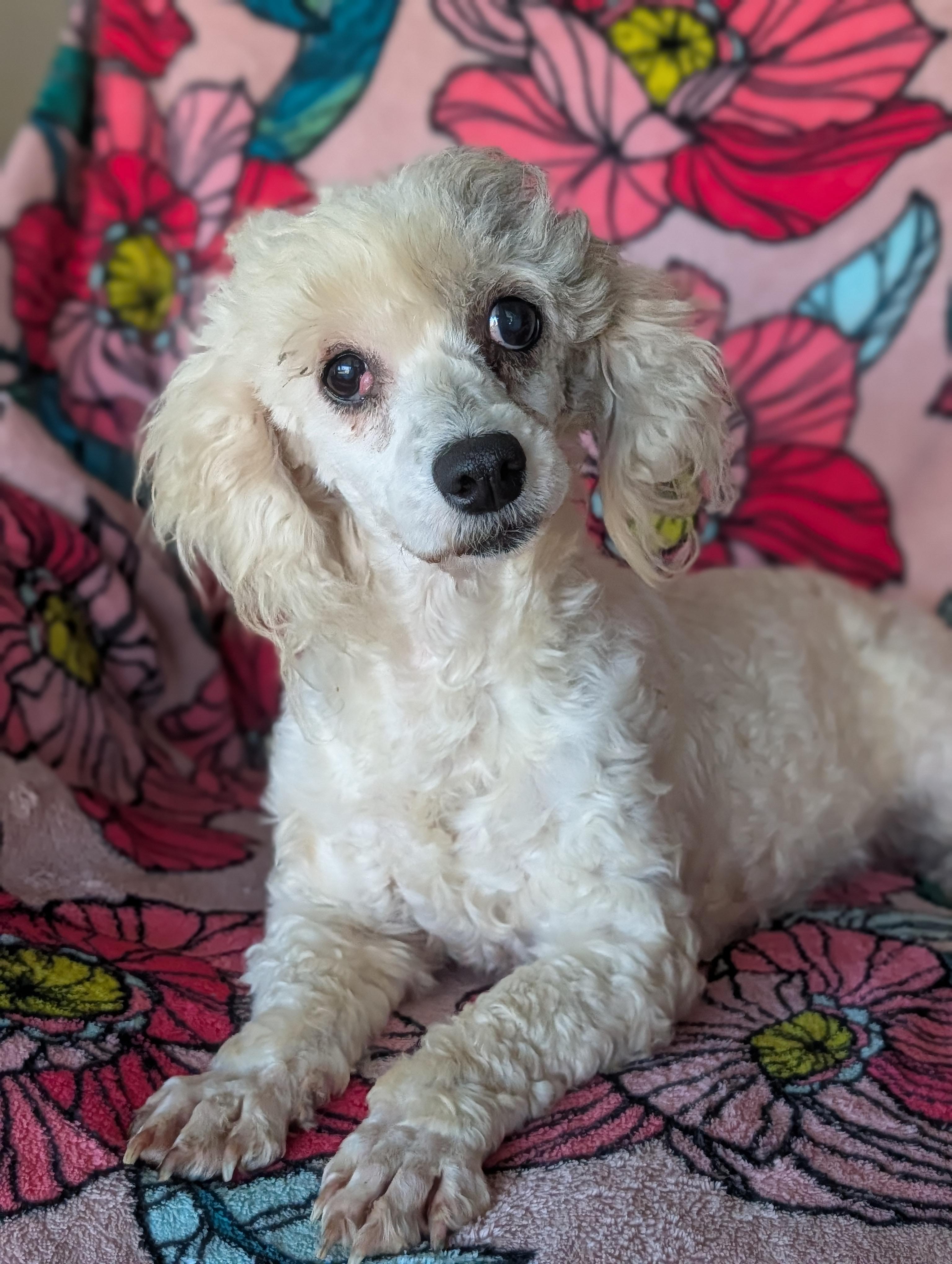 Enlarge Iris , a Adoptable Miniature Poodle in Baton Rouge, LA image 1/1