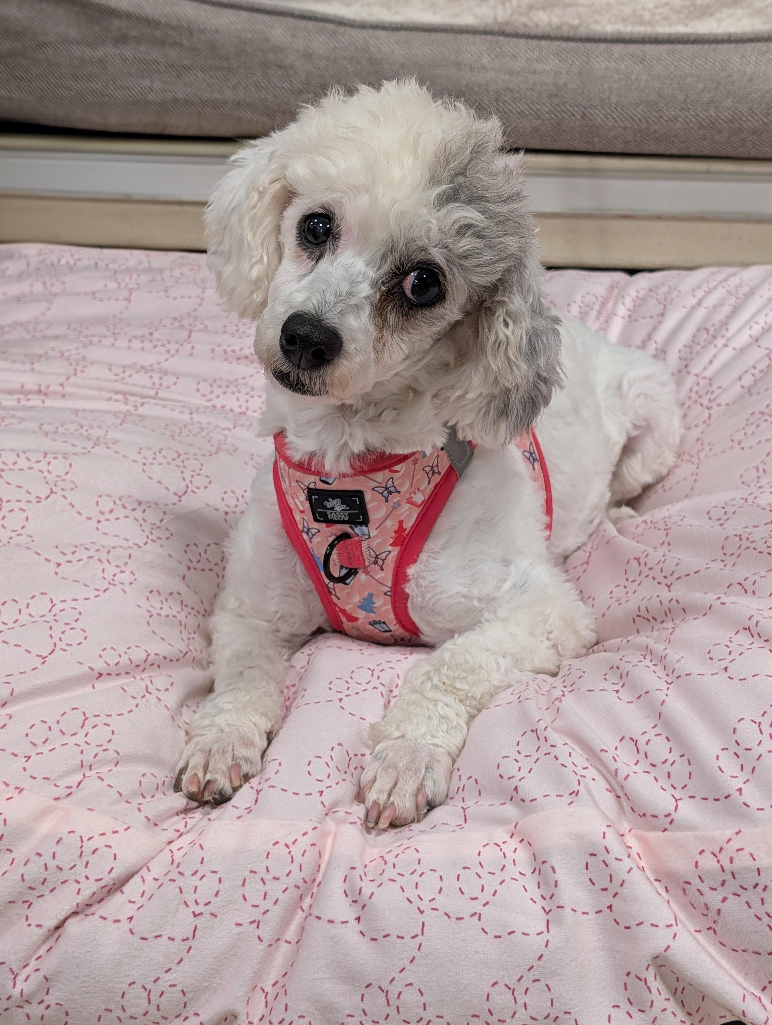 Enlarge Trixie, a Adoptable Miniature Poodle in Baton Rouge, LA image 2/2