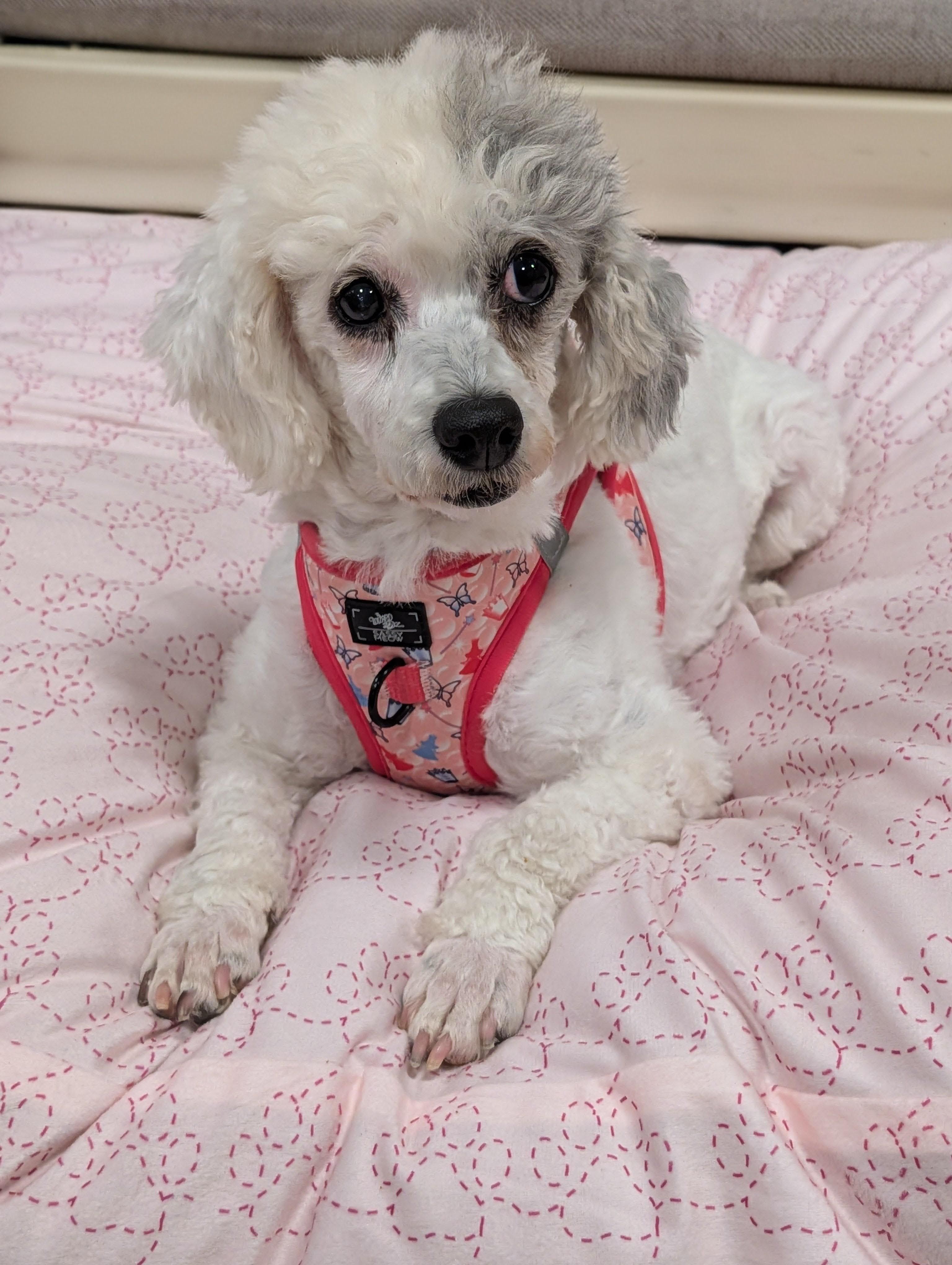 Trixie, Adoptable, Adult Female Miniature Poodle.