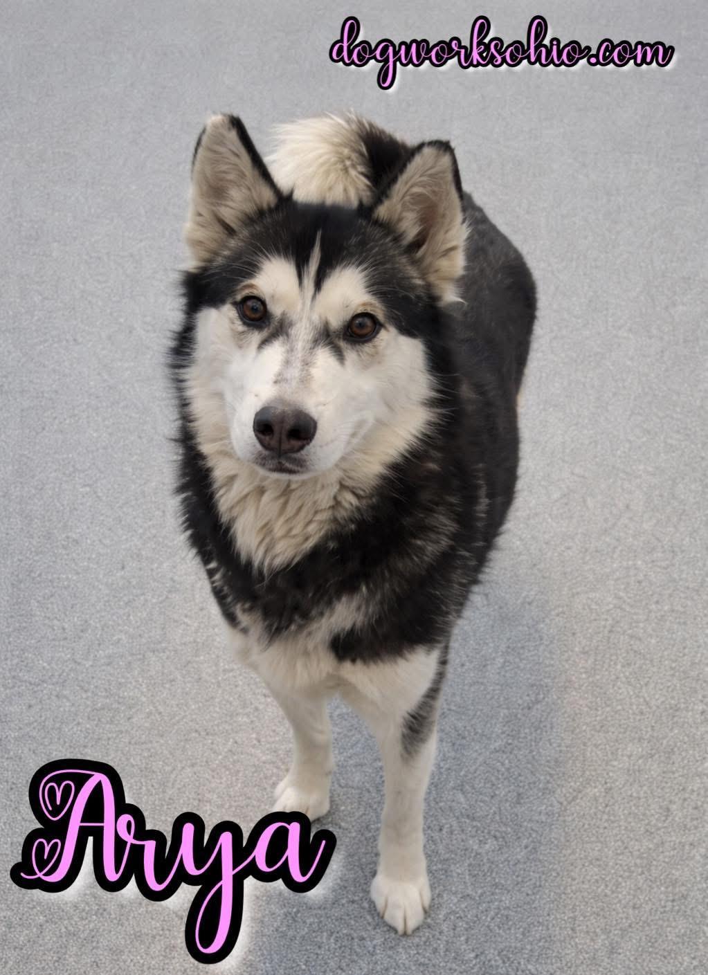 Enlarge Arya, a Adoptable Siberian Husky in Toledo, OH image 2/3