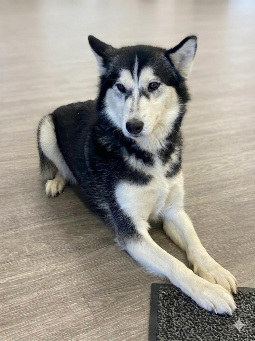 Arya, Adoptable, Adult Female Siberian Husky.