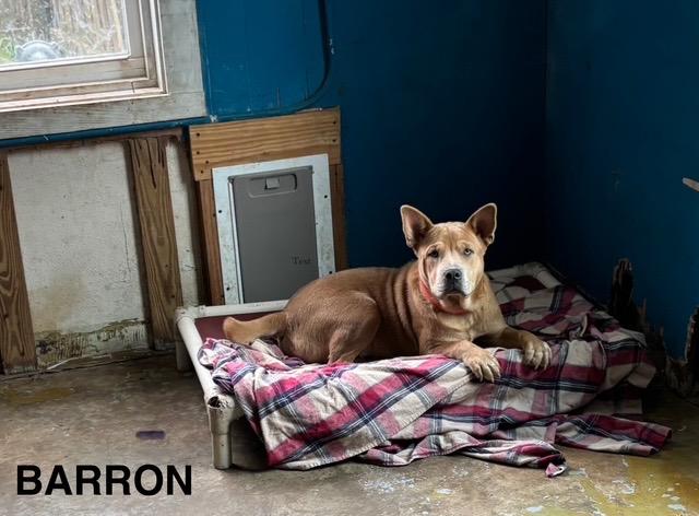 Barron, Adult Male unknown