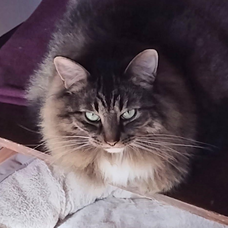 Pip & Taz, Adoptable, Adult Male Maine Coon & Domestic Long Hair.