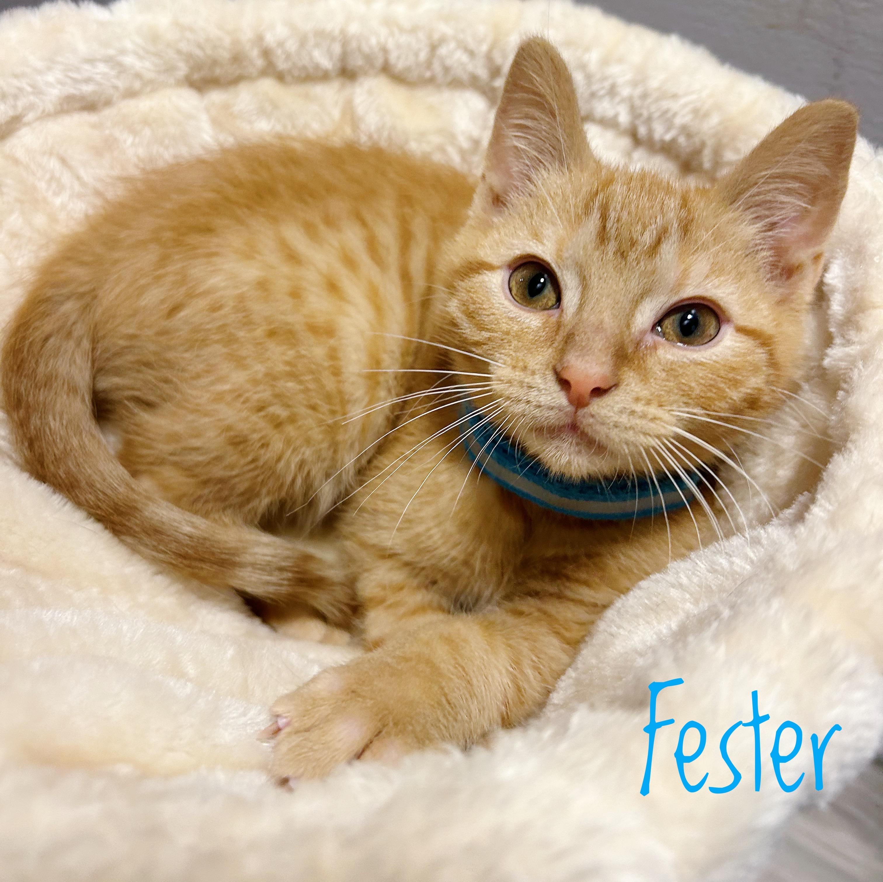 Fester, Adoptable, Kitten Male Domestic Short Hair.