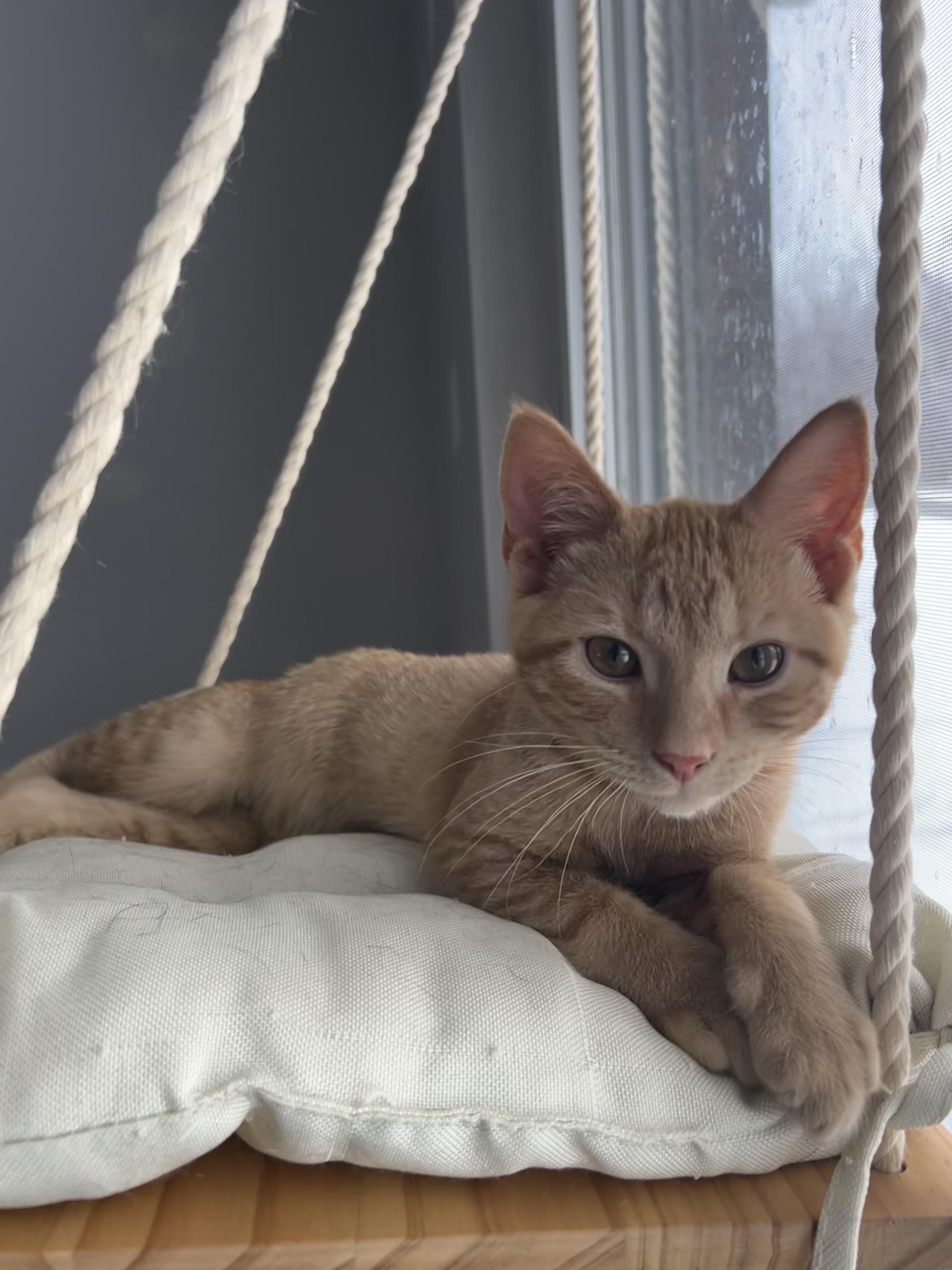 Enlarge Fester, an adopted Domestic Short Hair in Bethel, OH image 1/2