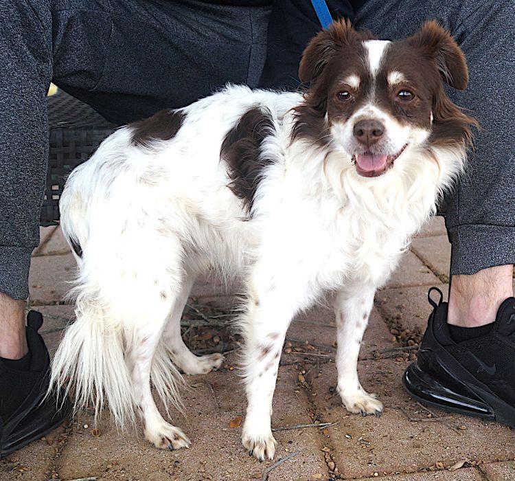 Enlarge Nicky, a Adoptable mixed breed in Carrollton, TX image 2/2