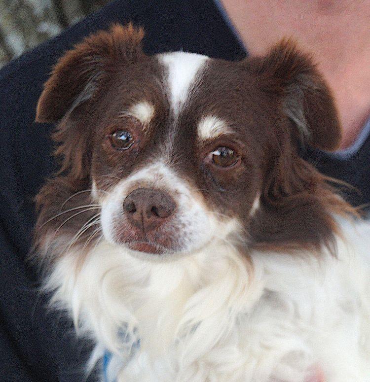 Enlarge Nicky, a Adoptable mixed breed in Carrollton, TX image 1/2