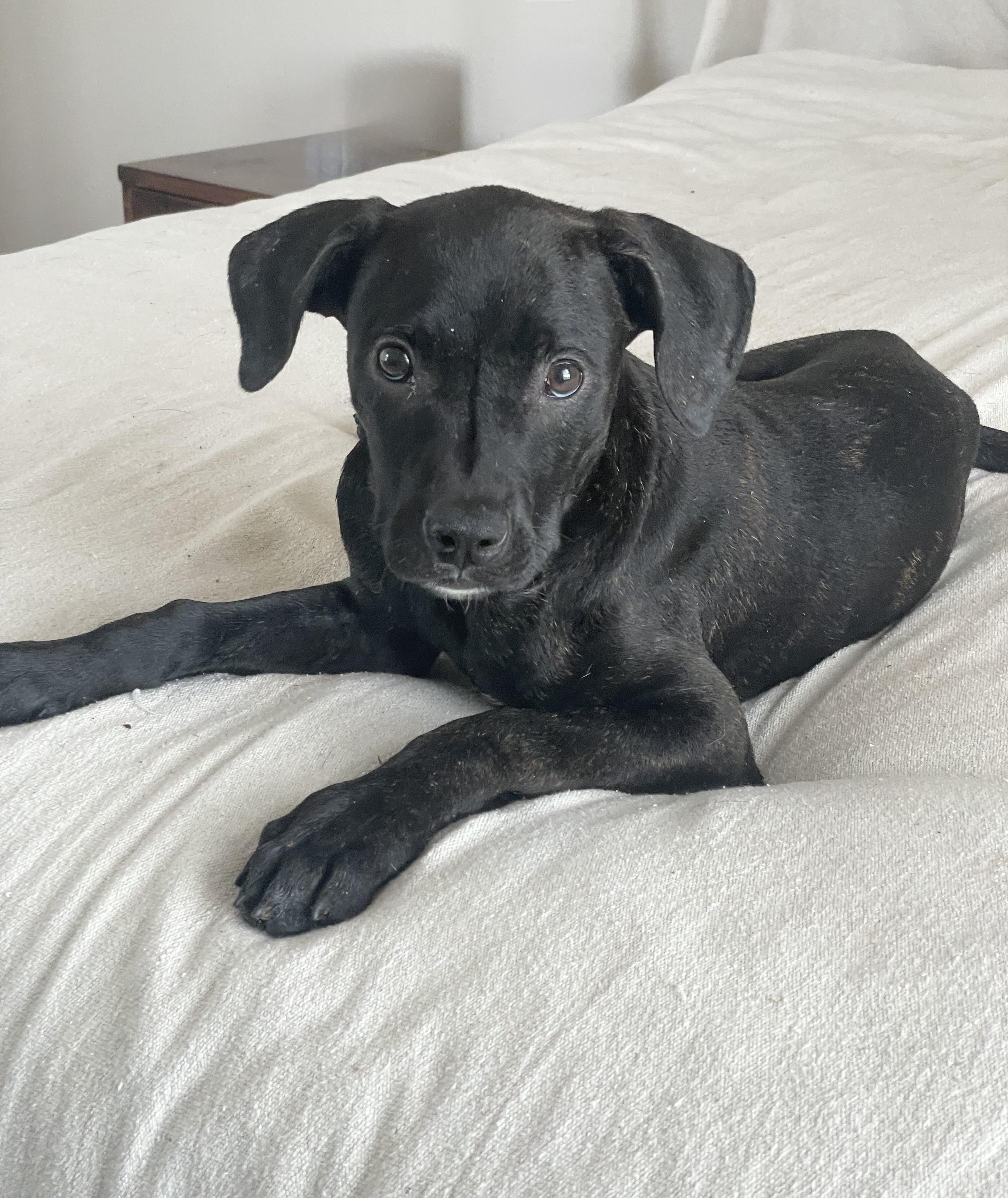 Enlarge Adorable Asburn, a ADOPTABLE mixed breed in West Hartford , CT image 3/4