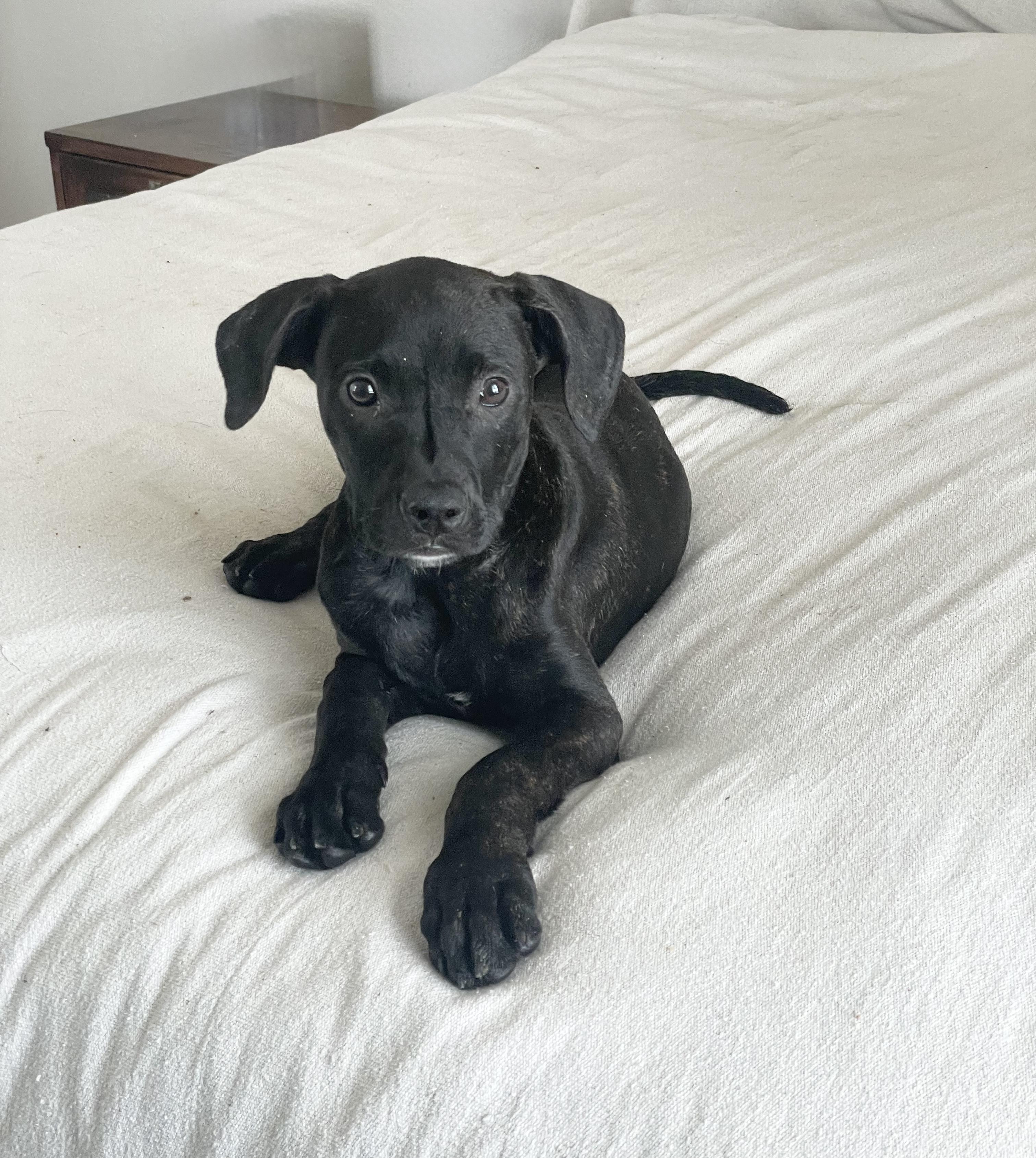 Enlarge Adorable Asburn, a ADOPTABLE mixed breed in West Hartford , CT image 4/4