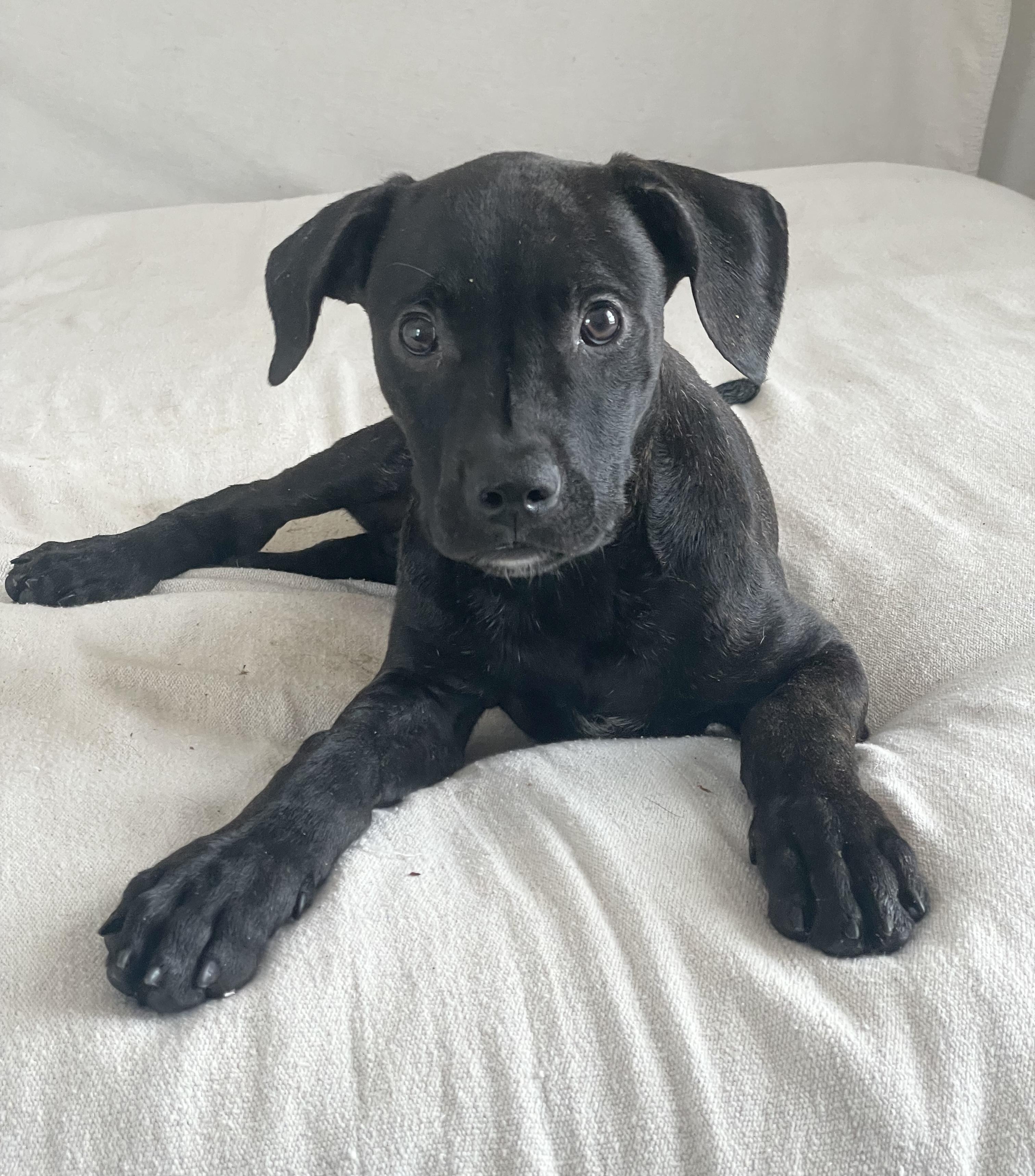 Adorable Asburn, ADOPTABLE, Puppy Male Pit Bull Terrier & Staffordshire Bull Terrier.