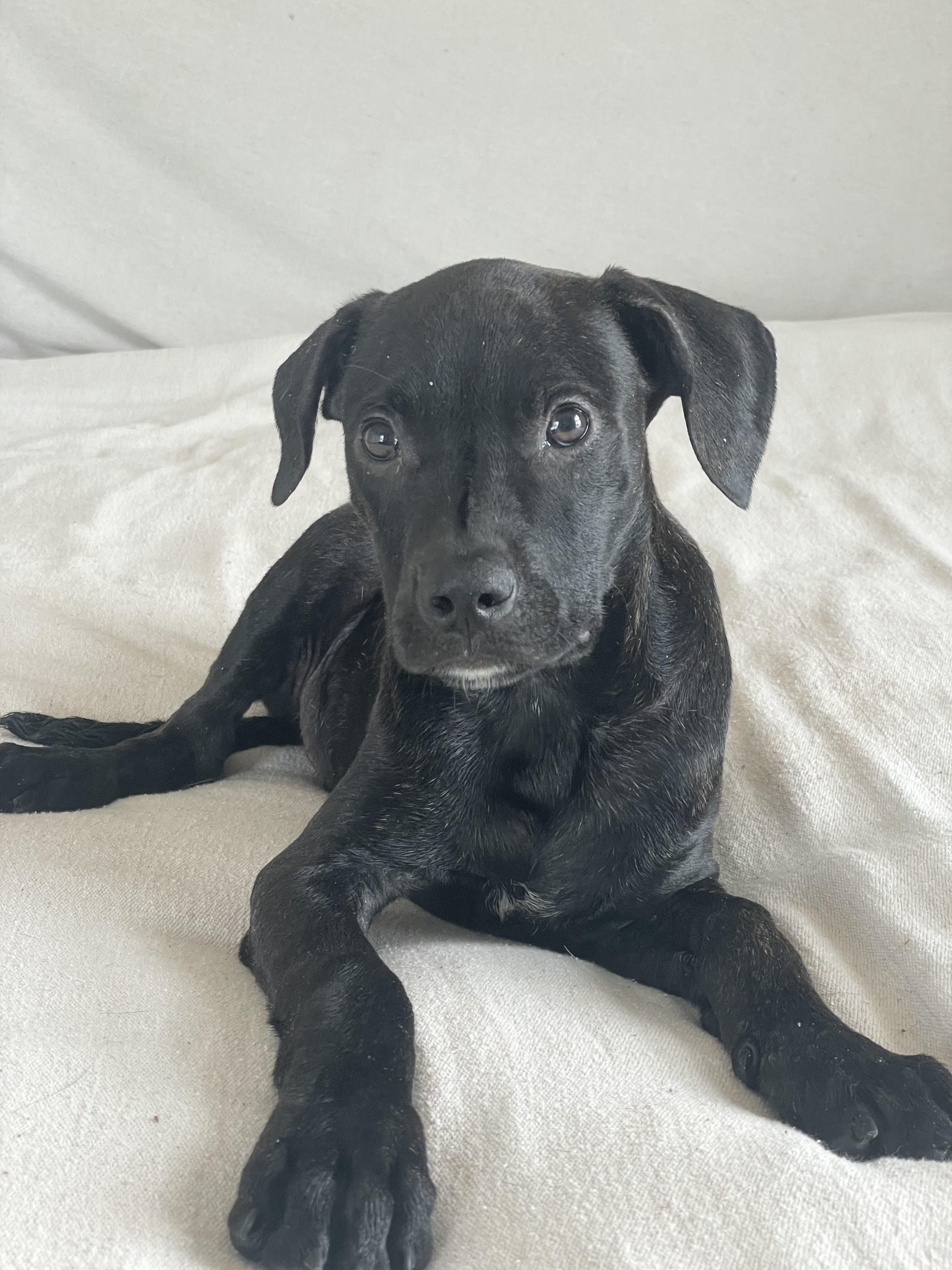 Enlarge Adorable Asburn, a ADOPTABLE mixed breed in West Hartford , CT image 2/4