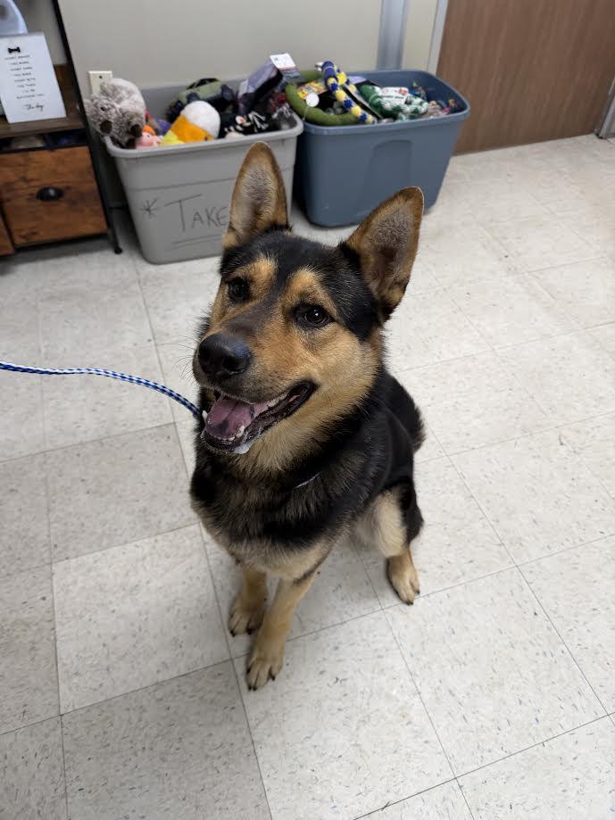 Enlarge Spartacus, a ADOPTABLE German Shepherd Dog in Oakdale, CA image 1/1