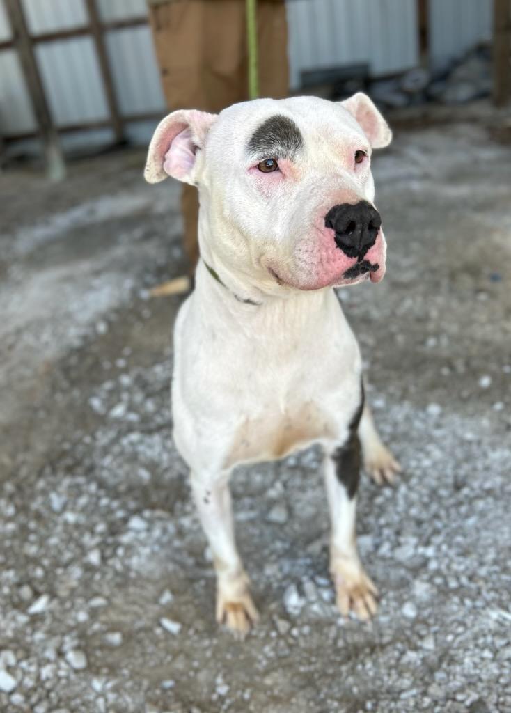 Fanta, ADOPTABLE, Adult Female Mixed Breed.