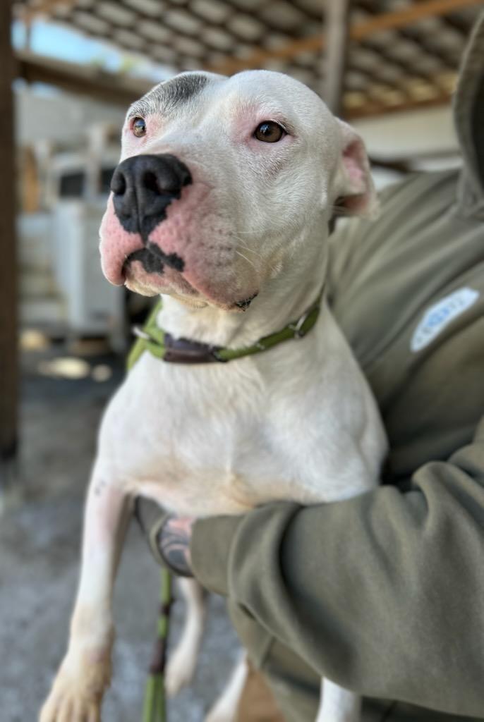 Enlarge Fanta, a ADOPTABLE Mixed Breed in Manchester, TN image 2/3