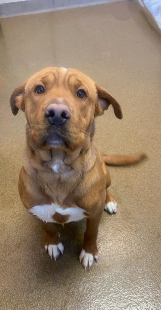 MR. SQUISH, Adoptable, Young Male Mixed Breed.