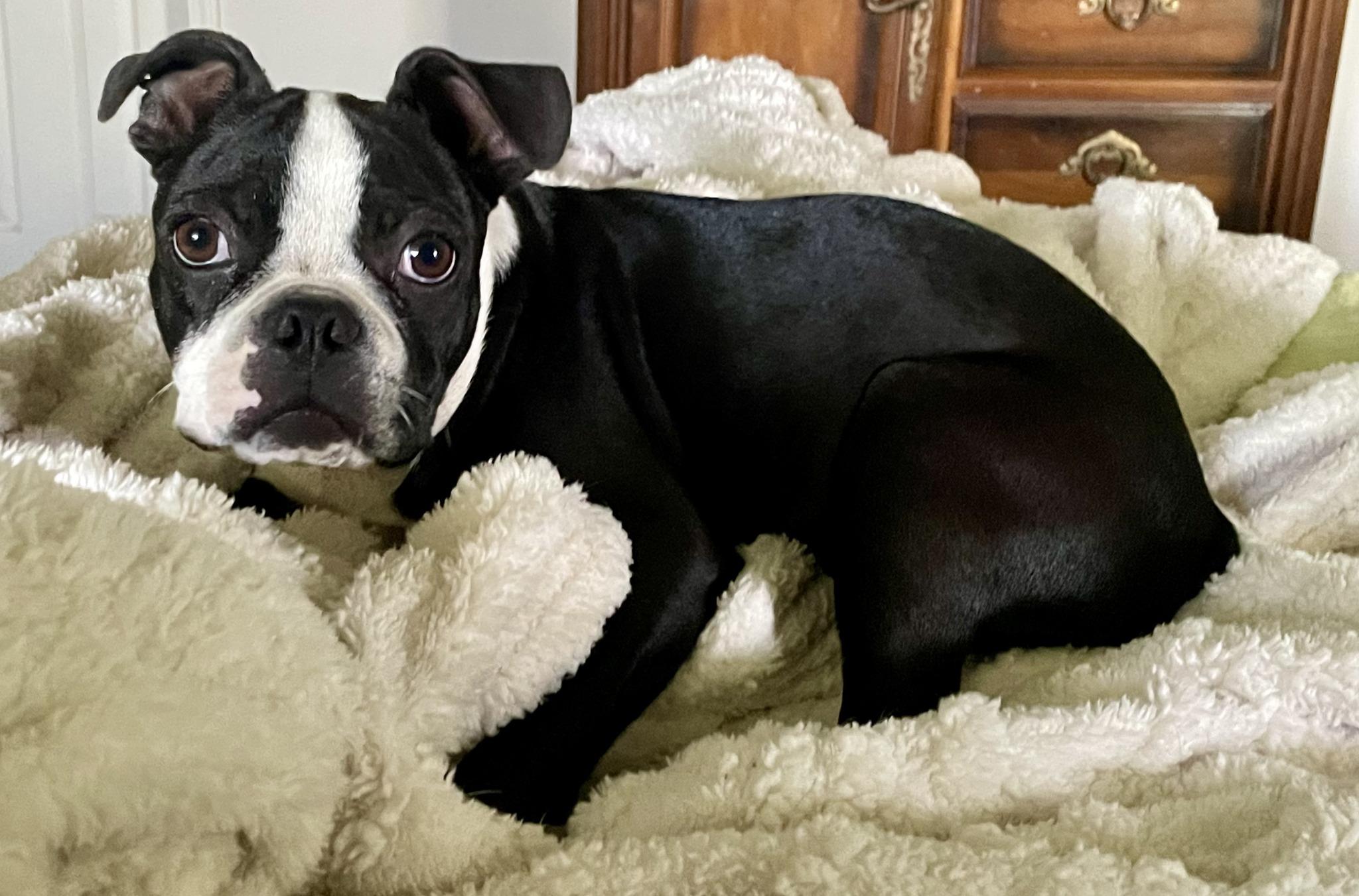 Enlarge Boston, a Adopted mixed breed in Augusta, ME image 1/1