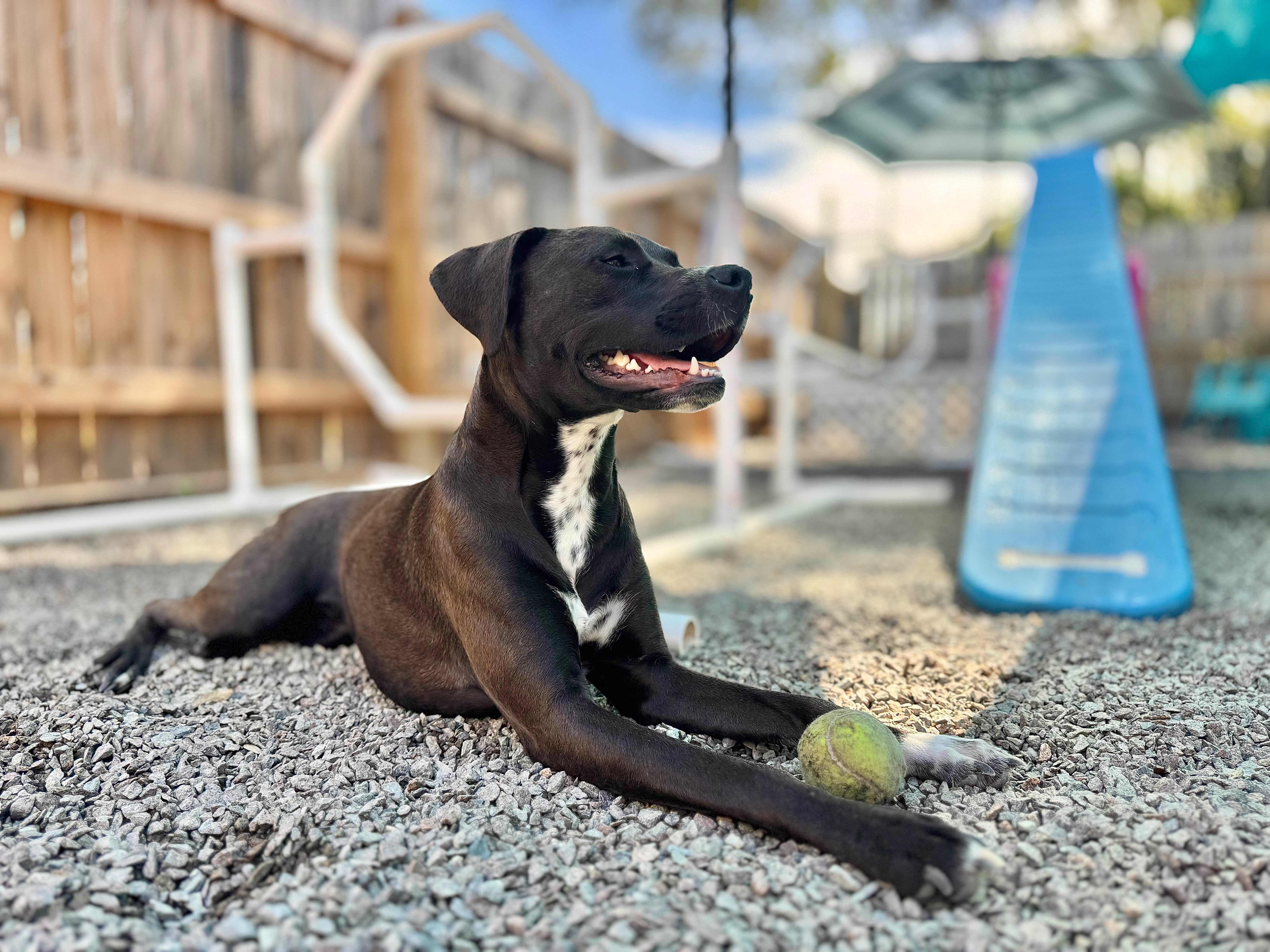 DOT, a Adopted mixed breed in Mt Pleasant, SC image 5/5