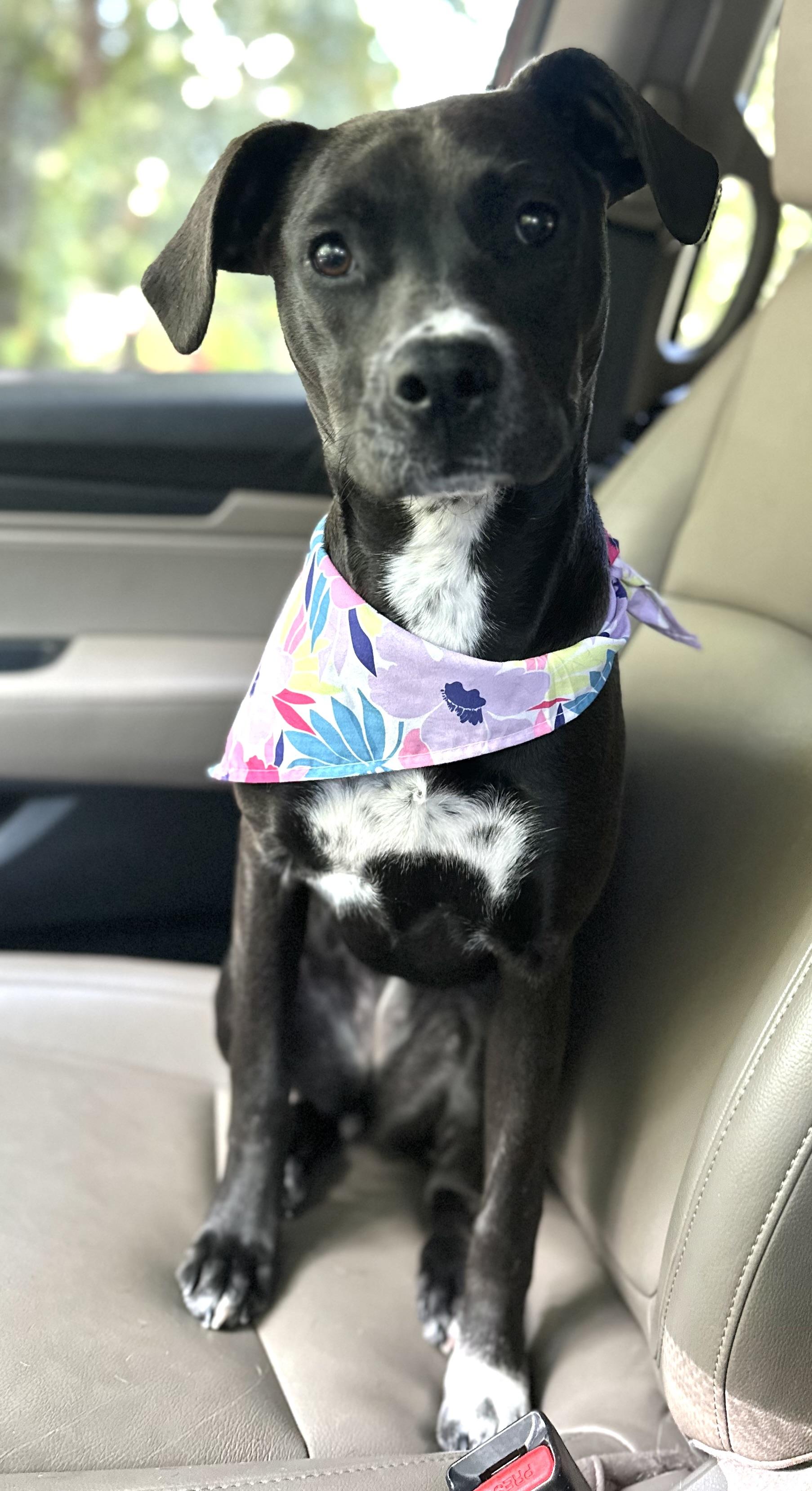 DOT, Adopted, Young Female Mixed Breed.