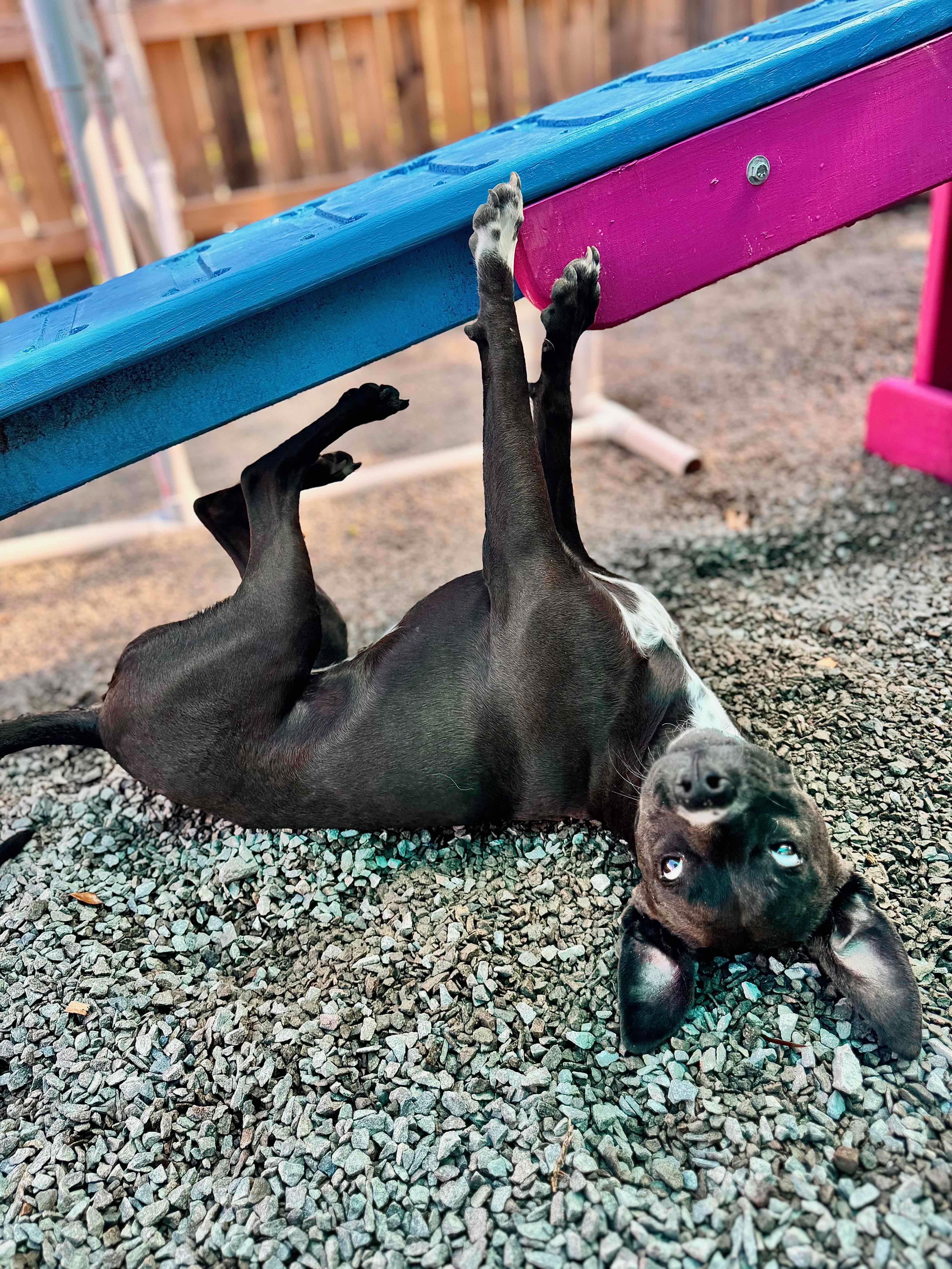 DOT, a Adopted mixed breed in Mt Pleasant, SC image 1/5