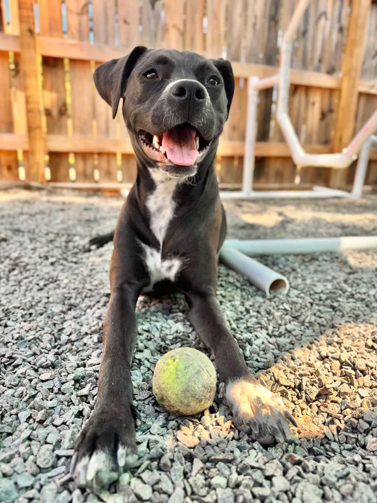DOT, a Adopted mixed breed in Mt Pleasant, SC image 4/5
