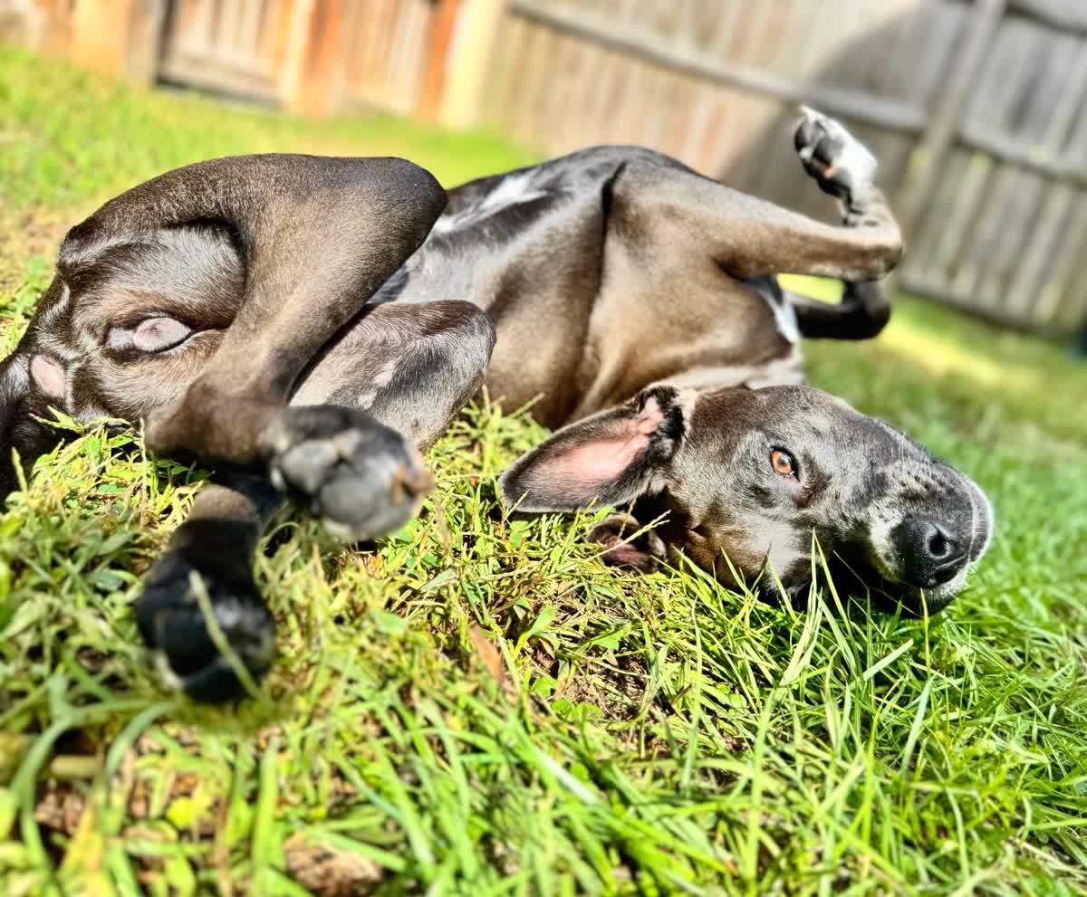 DOT, a Adopted mixed breed in Mt Pleasant, SC image 2/5