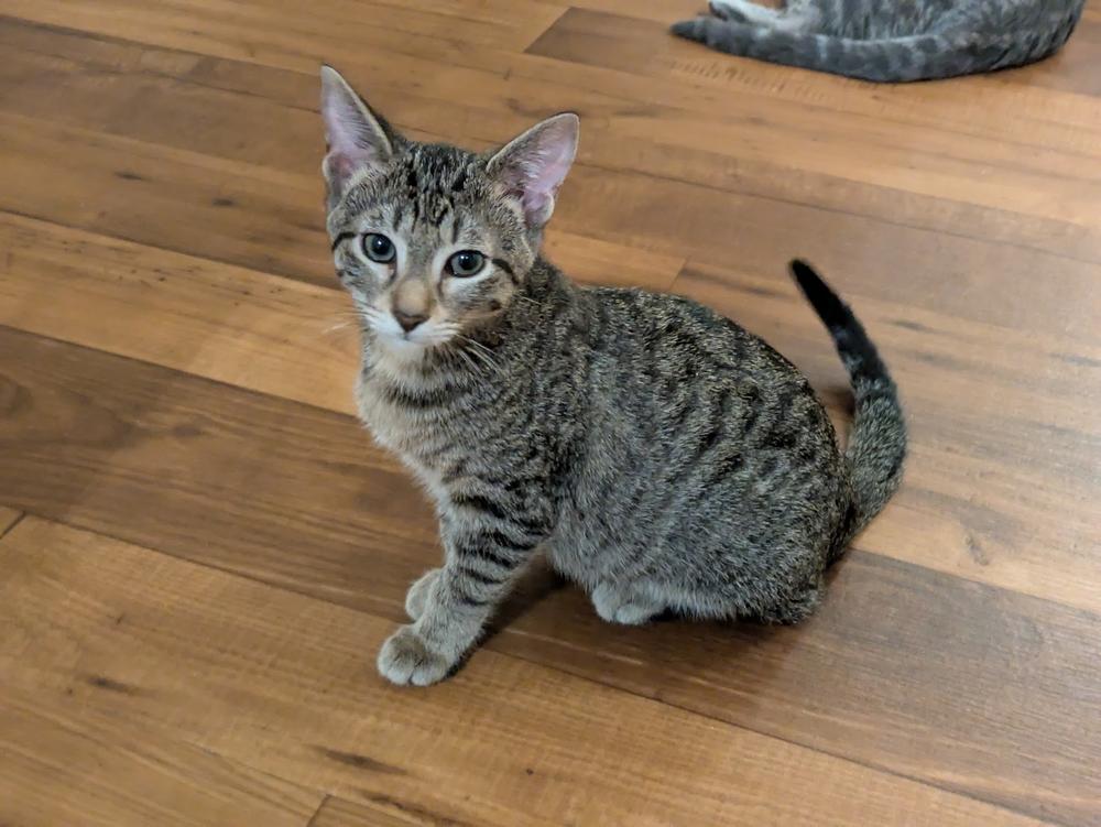 Enlarge Mulberry, a Adoptable mixed breed in Little Rock, AR image 1/6