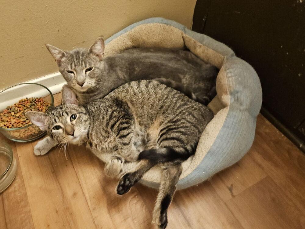 Enlarge Mulberry, a Adoptable mixed breed in Little Rock, AR image 3/6