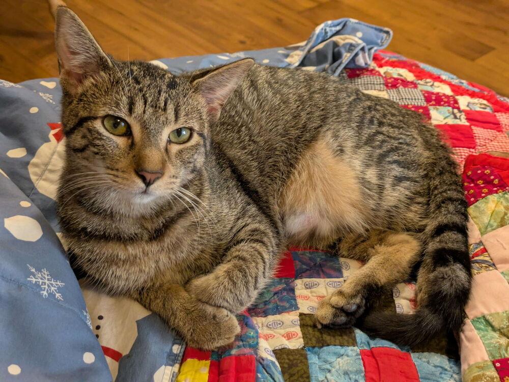 Enlarge Mulberry, a Adoptable mixed breed in Little Rock, AR image 5/6