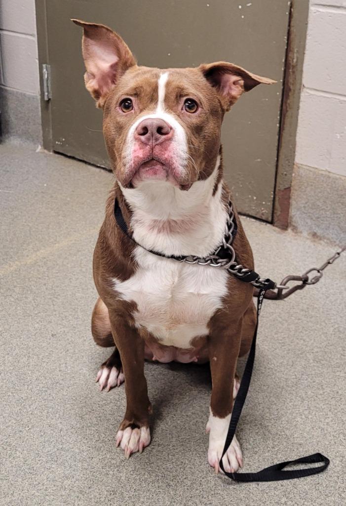 Enlarge Juliet, a Adoptable mixed breed in Hopkinsville, KY image 1/6