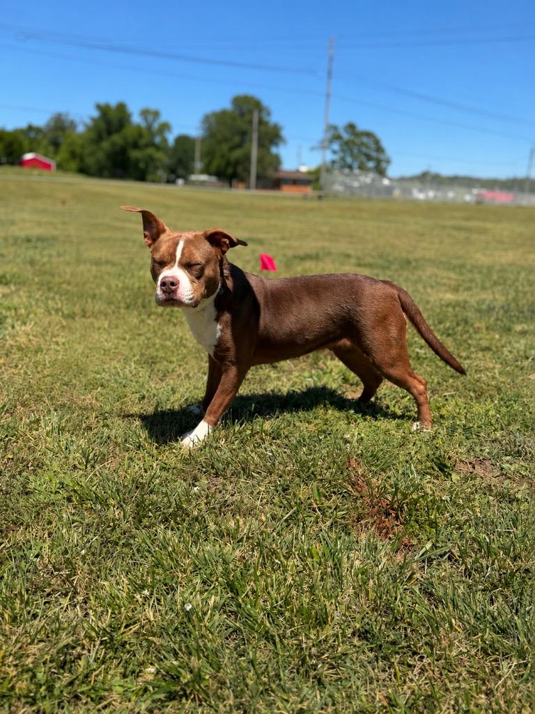 Enlarge Juliet, a Adoptable mixed breed in Hopkinsville, KY image 2/6