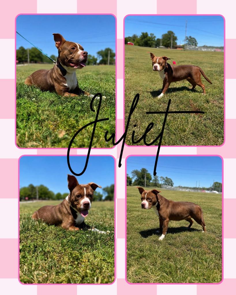 Enlarge Juliet, a Adoptable mixed breed in Hopkinsville, KY image 3/6