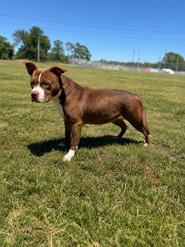 Enlarge Juliet, a Adoptable mixed breed in Hopkinsville, KY image 4/6