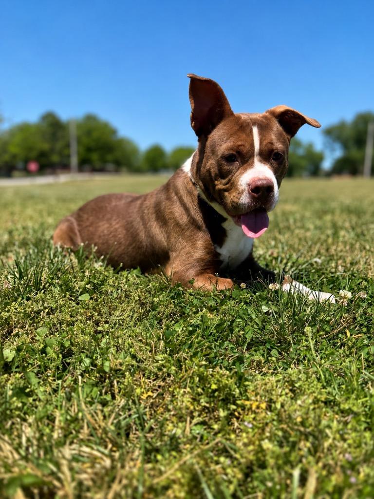 Enlarge Juliet, a Adoptable mixed breed in Hopkinsville, KY image 5/6