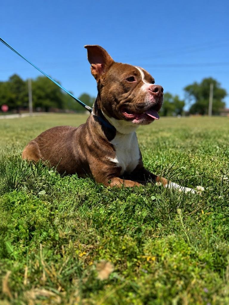 Enlarge Juliet, a Adoptable mixed breed in Hopkinsville, KY image 6/6