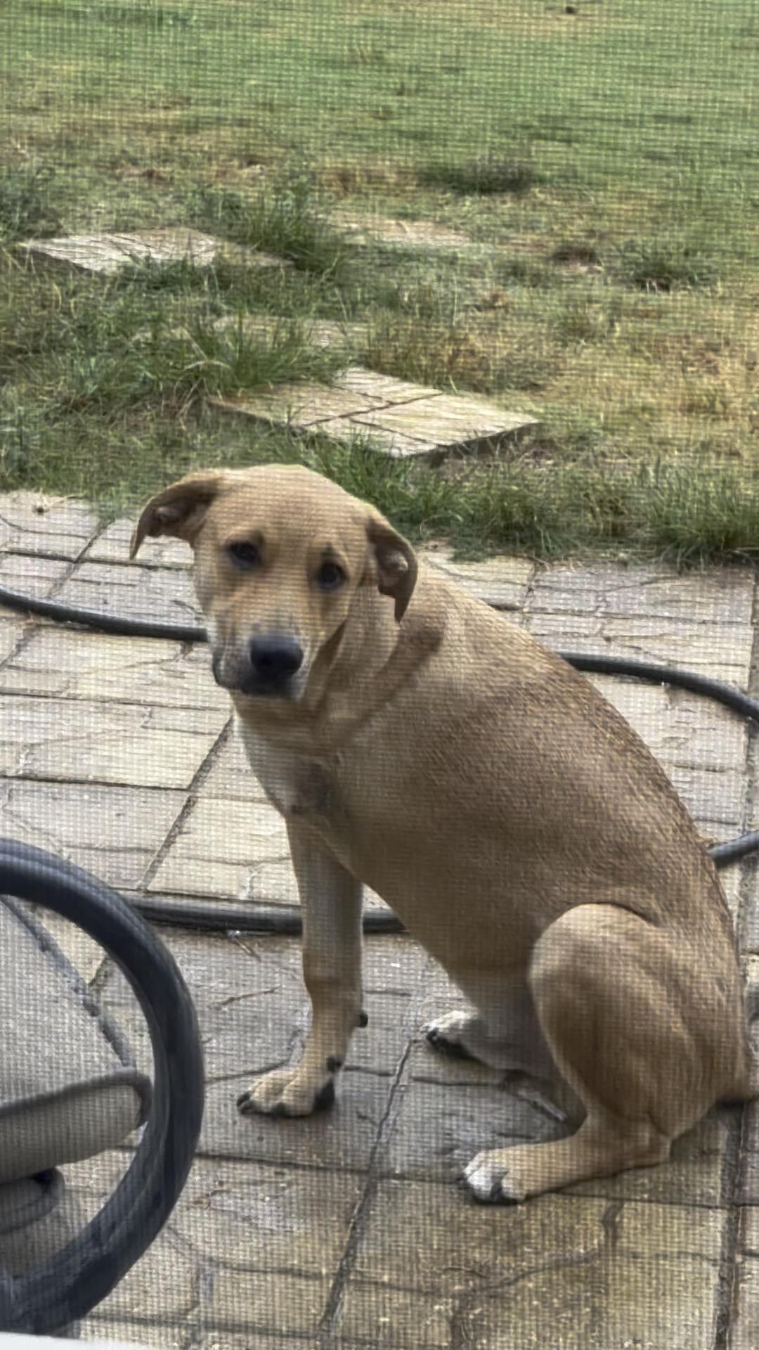 Enlarge Ed, a Adoptable mixed breed in Statesboro, GA image 2/3