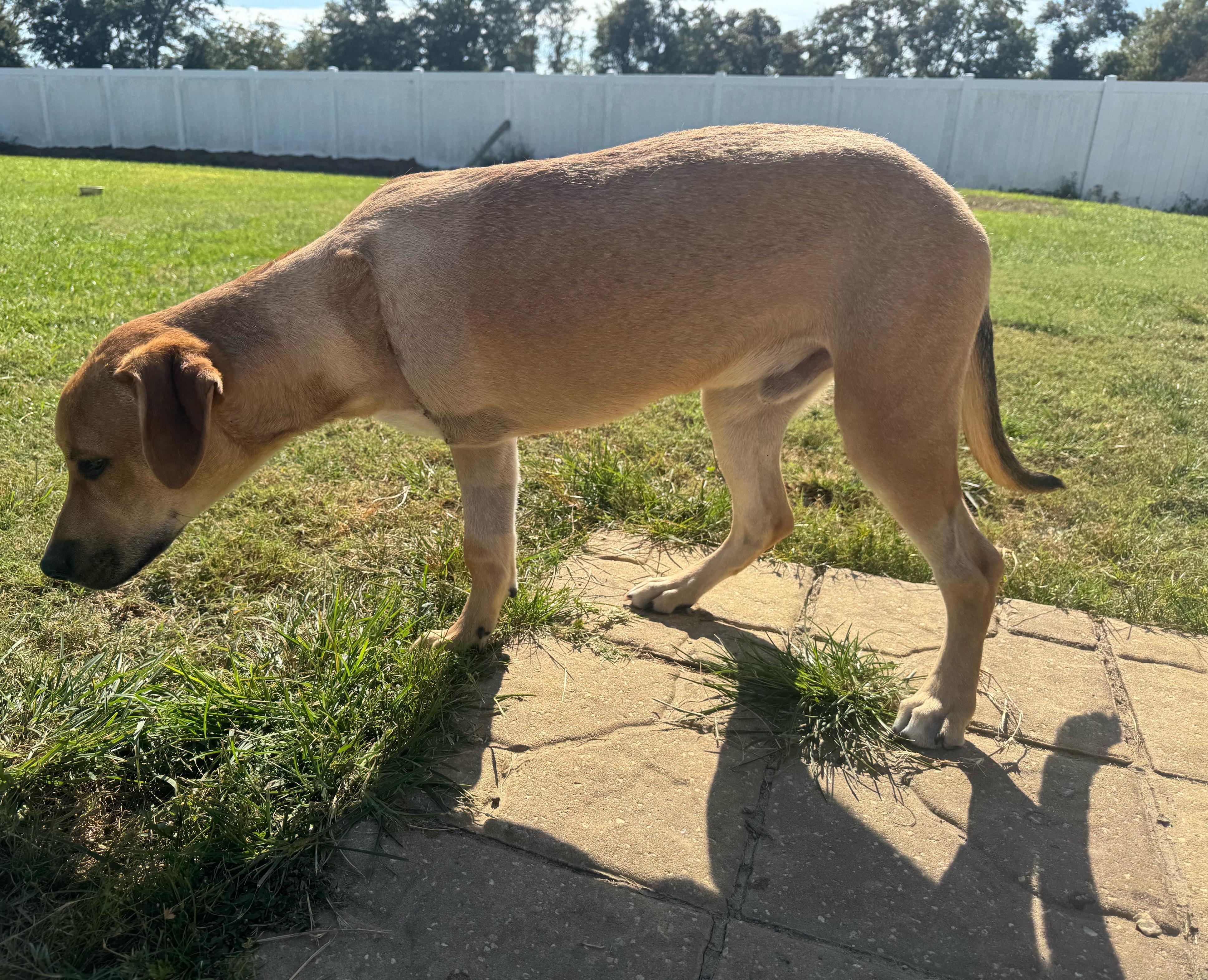 Enlarge Ed, a Adoptable mixed breed in Statesboro, GA image 3/3
