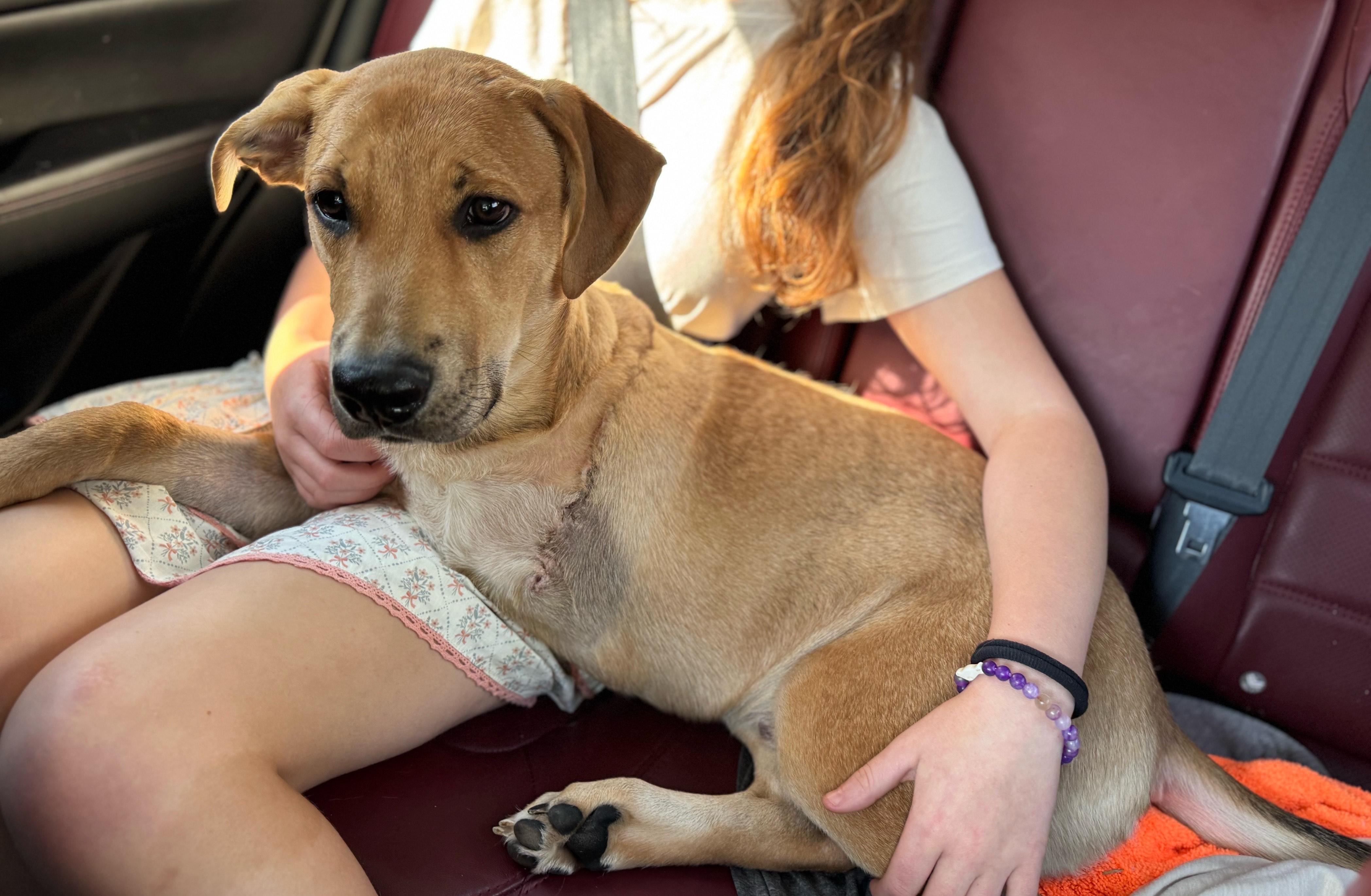 Ed, Adoptable, Young Male Labrador Retriever.