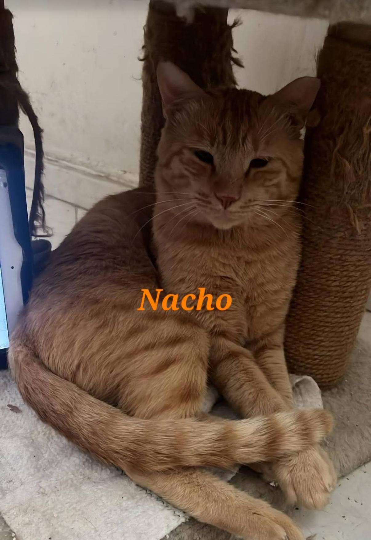Nacho, ADOPTABLE, Adult Male Domestic Short Hair.