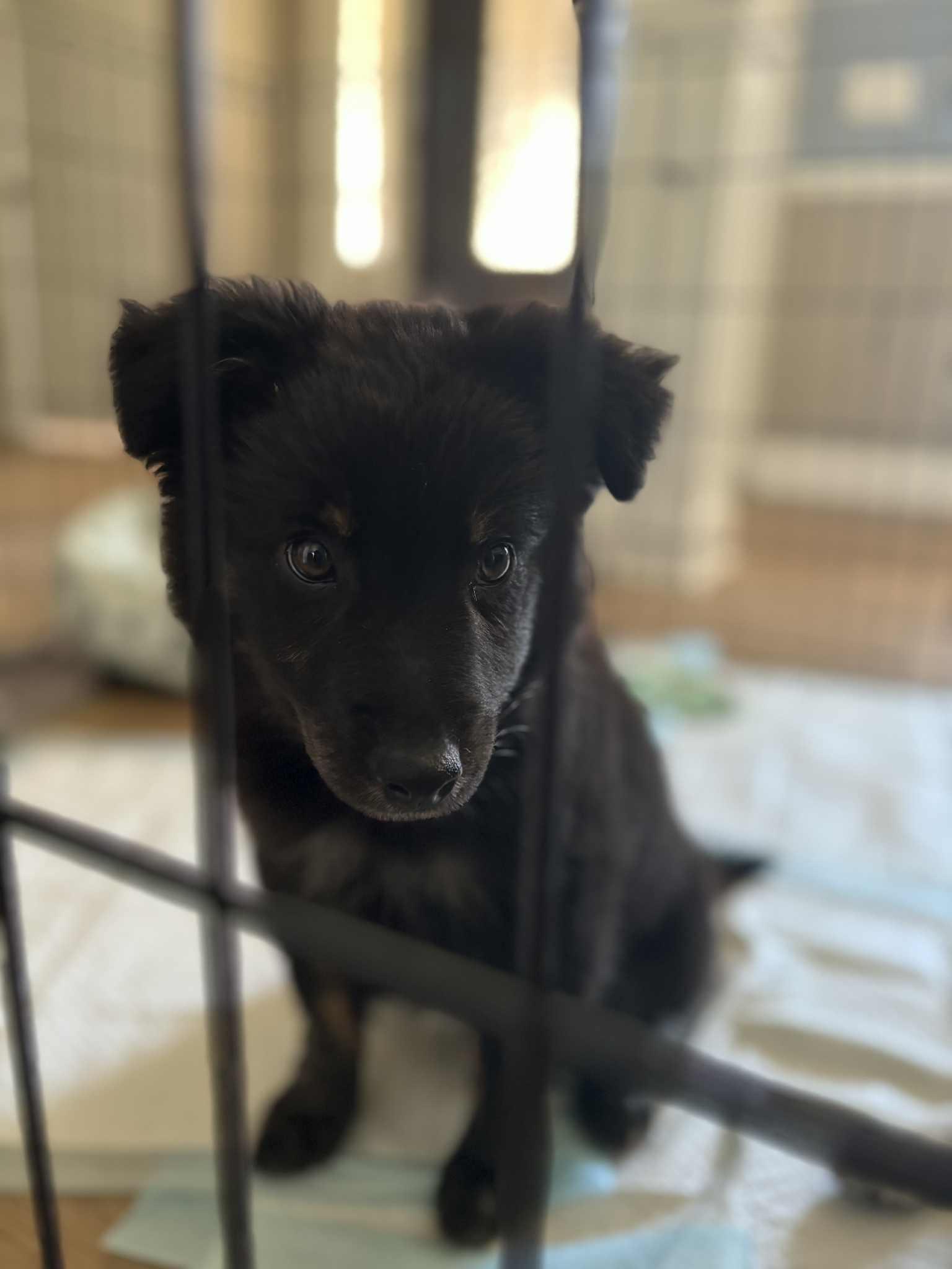 Nugget