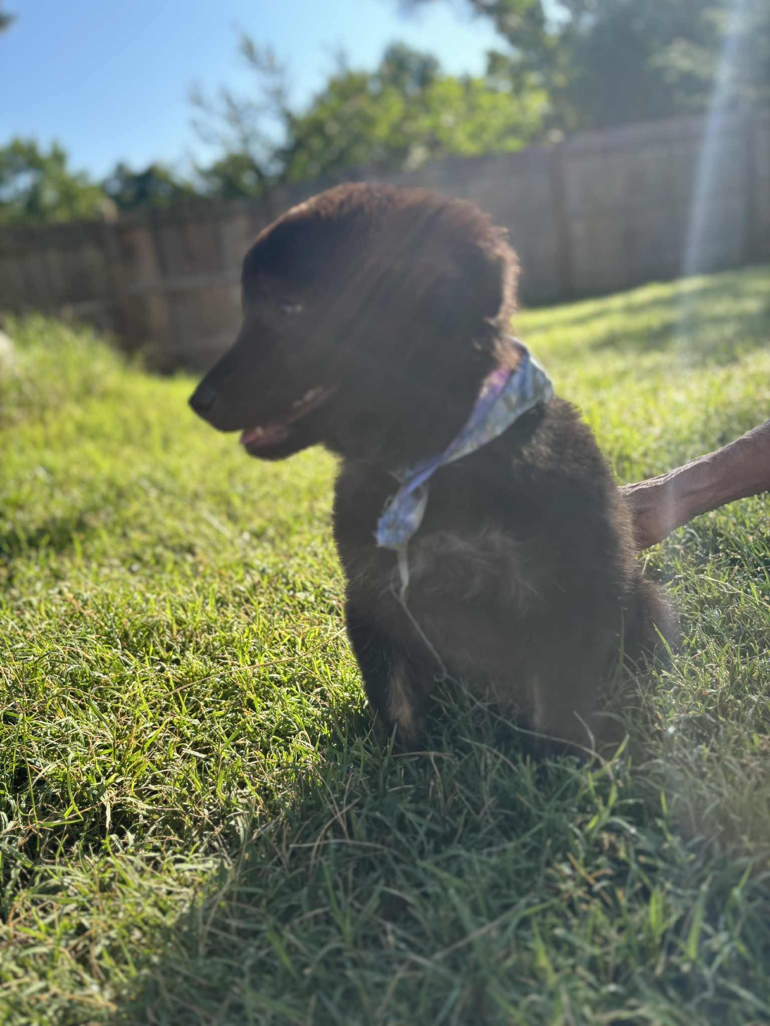 Nugget