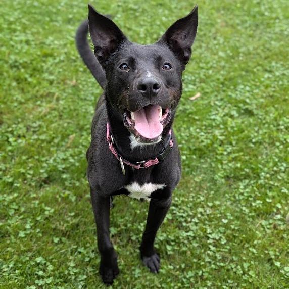 Nelson, Adoptable, Young Male Mixed Breed & Mixed Breed.