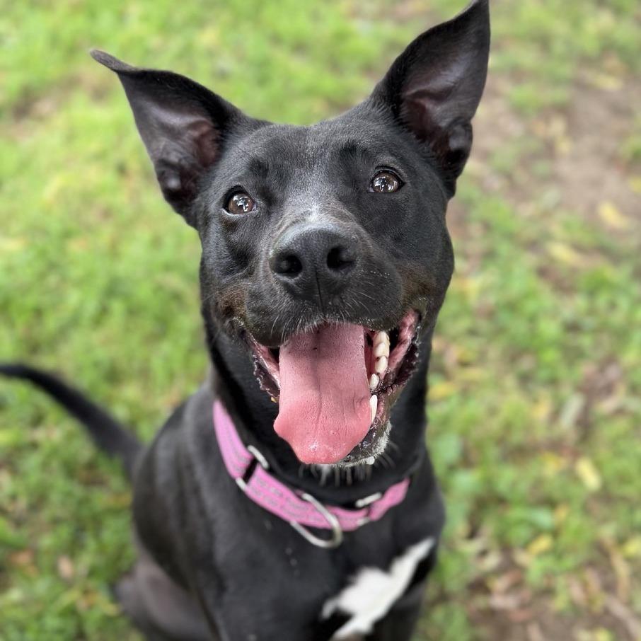 Enlarge Nelson, a Adoptable mixed breed in Ashtabula, OH image 2/5