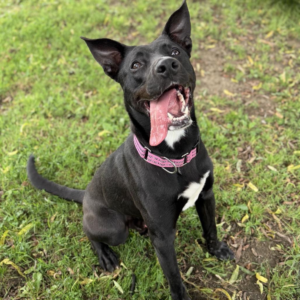 Enlarge Nelson, a Adoptable mixed breed in Ashtabula, OH image 3/5