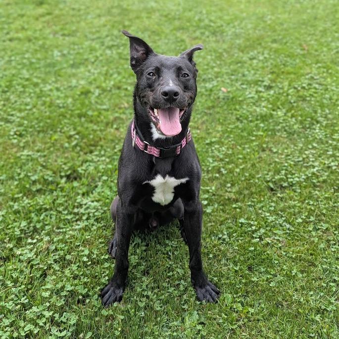 Enlarge Nelson, a Adoptable mixed breed in Ashtabula, OH image 4/5