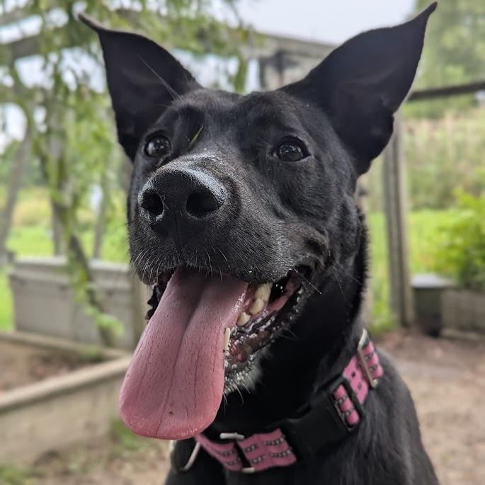 Enlarge Nelson, a Adoptable mixed breed in Ashtabula, OH image 5/5