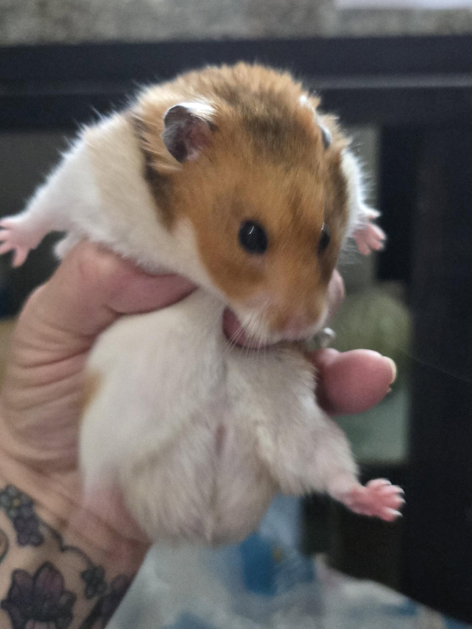 Jax, Adopted, Young Male Hamster & Hamster.