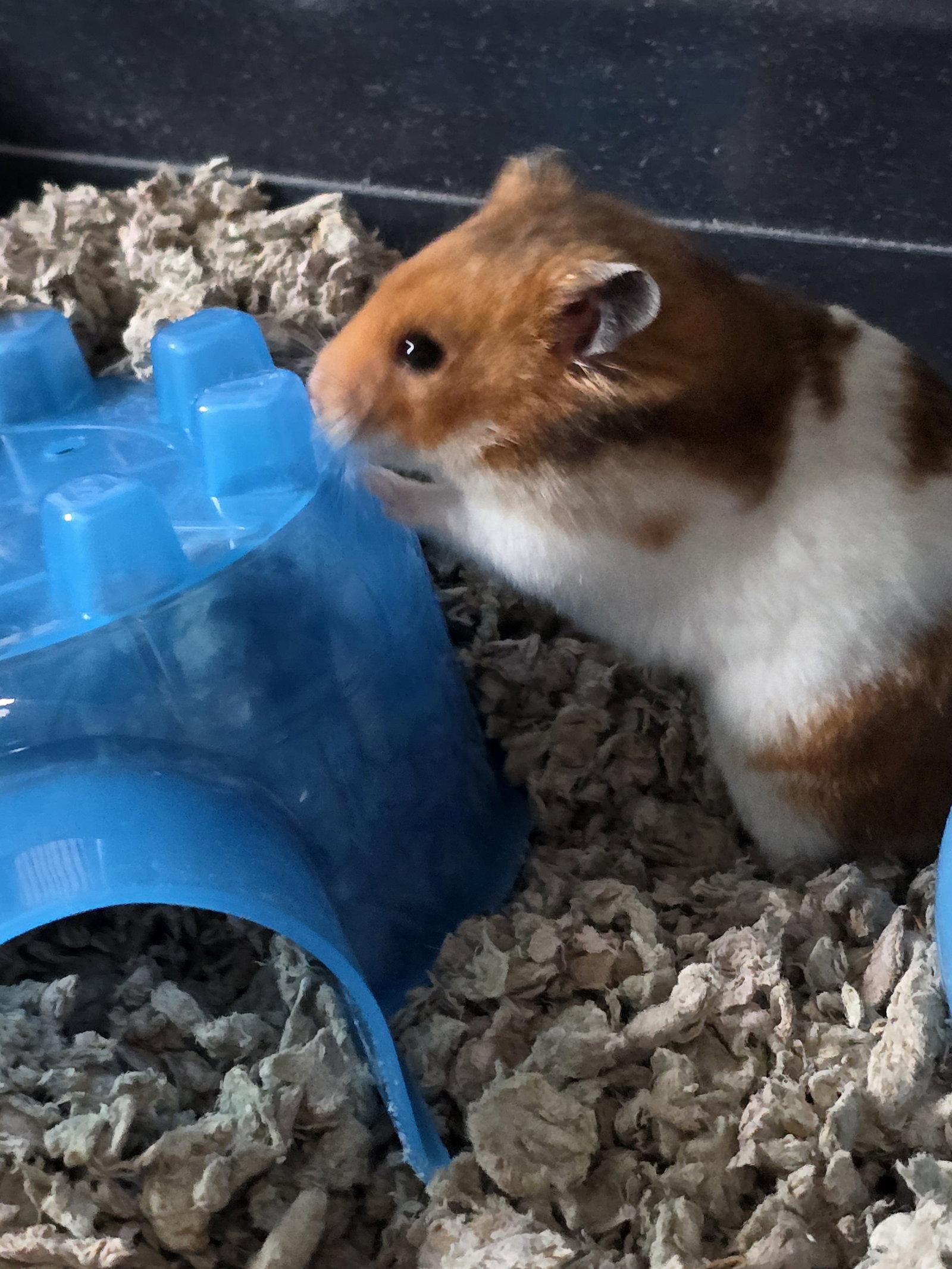 Enlarge Jax, a Adopted mixed breed in Philadelphia, PA image 2/3