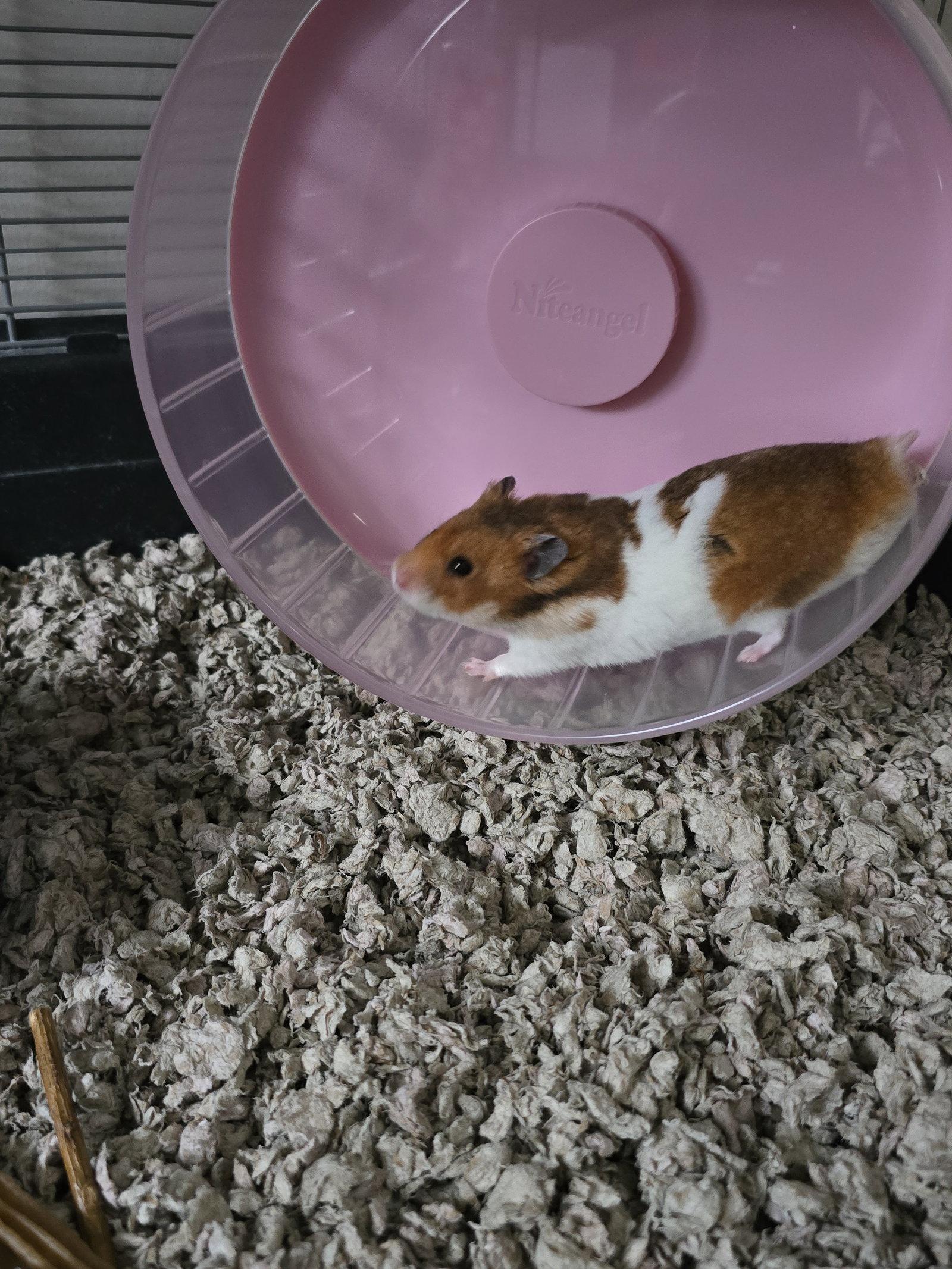 Enlarge Jax, a Adopted mixed breed in Philadelphia, PA image 3/3