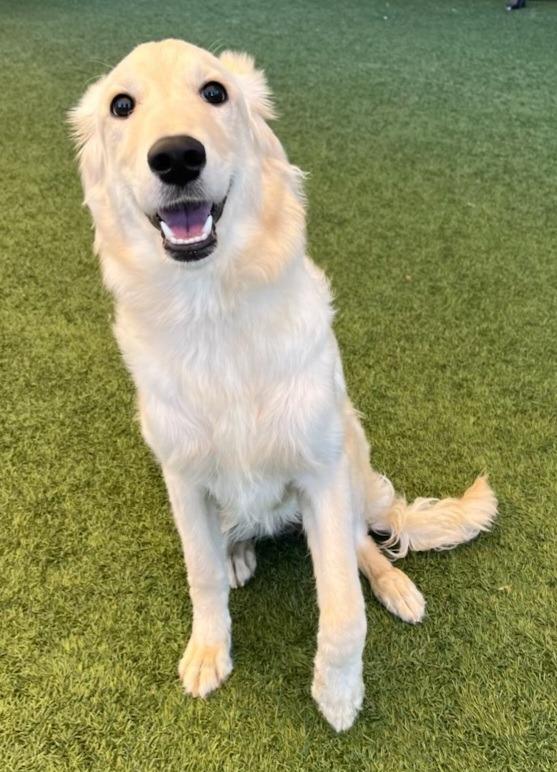 Enlarge Honey, a Adoptable mixed breed in Seguin, TX image 1/1