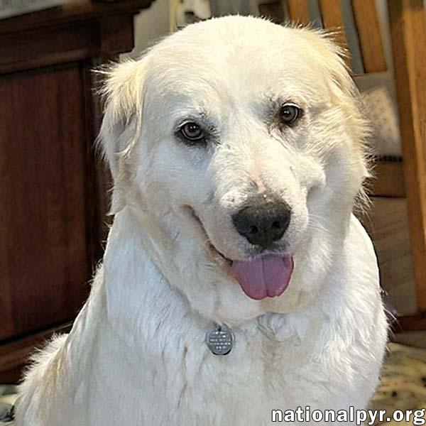 Dove in SC - Always Wears A Joyful Smile, adopted, Adult Female Great Pyrenees.